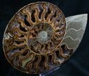 Split Ammonite Half - Deep Crystal Pockets #7571-2